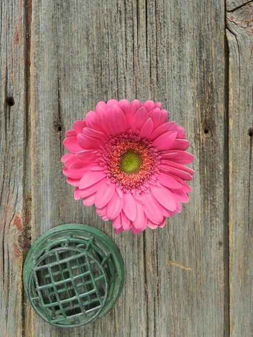 Mermaid Hot Pink Gerbera Daisy